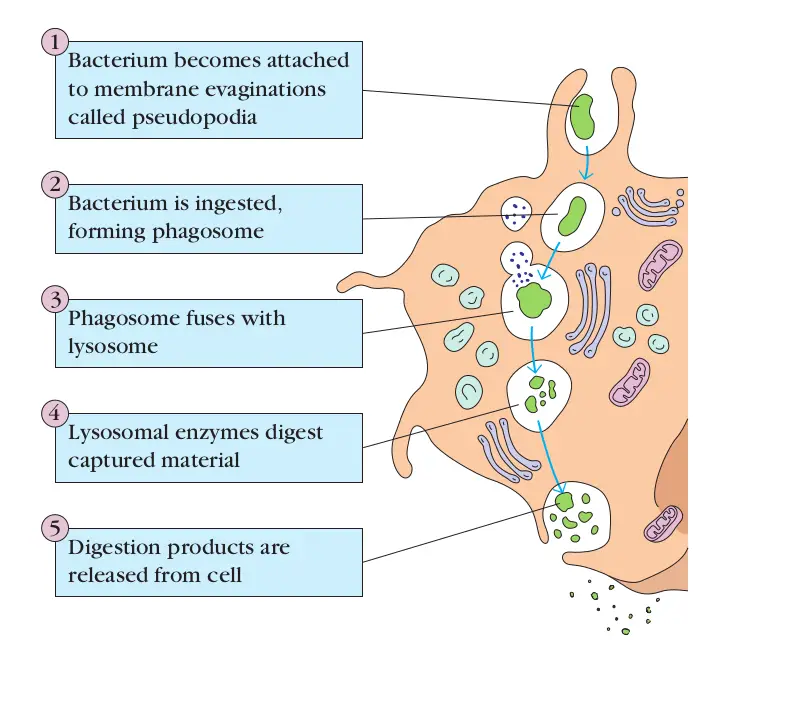 Basic Steps of Phagocytosis