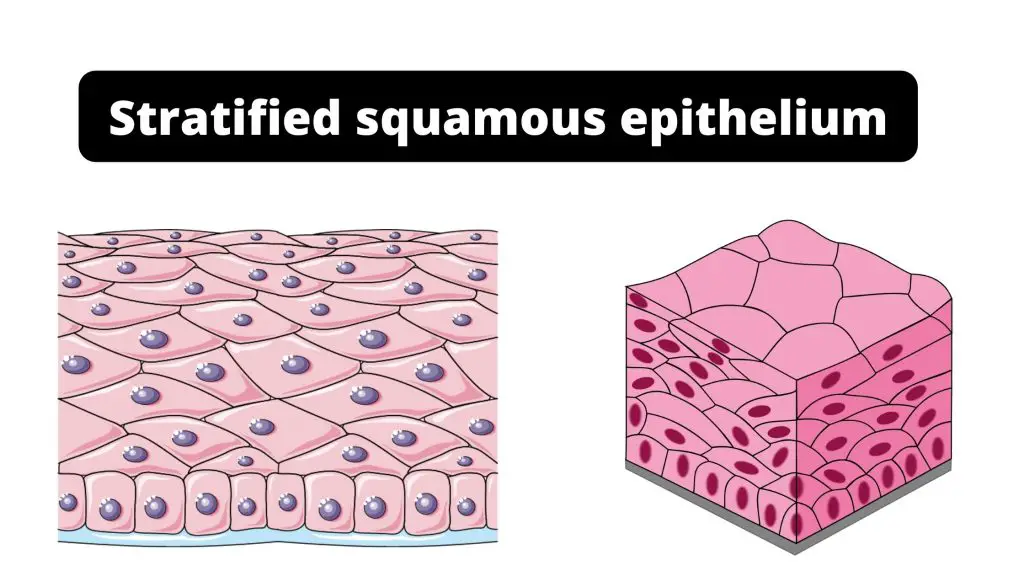 Stratified squamous epithelium Function, Definition, Location, Types.