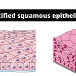 Stratified squamous epithelium Function, Definition, Location, Types.