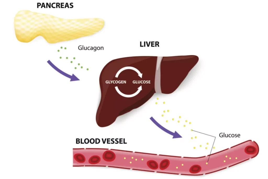 he pancreas releases glucagon by exocytosis when blood glucose levels fall too low. Glucagon causes the liver to convert stored glycogen into glucose, which is released into the bloodstream.
ttsz / iStock / Getty Images Plus