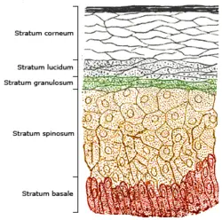 Stratified squamous epithelium diagram