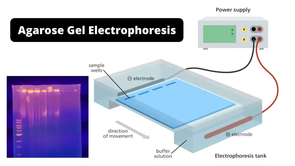Agarose Gel Electrophoresis Definition, Principle, Procedure, Applications