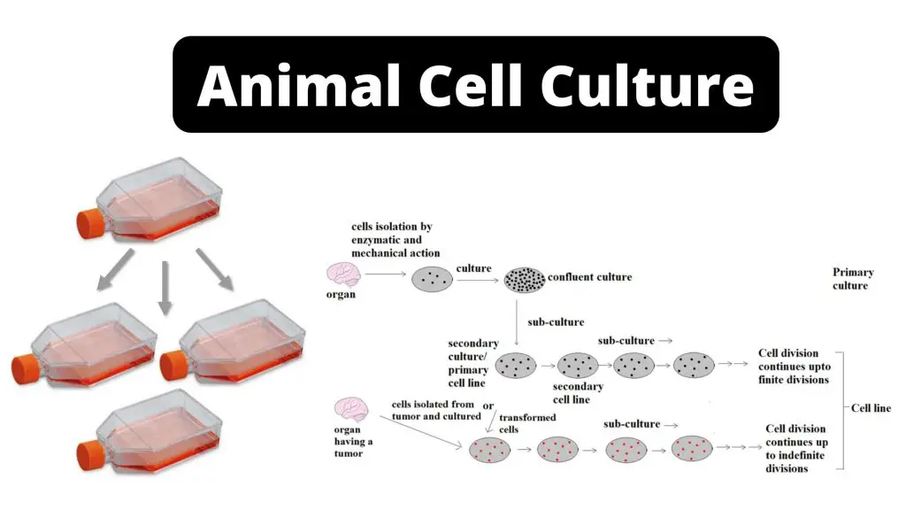 Animal Cell Culture Types, Application, Advantages And Disadvantages.