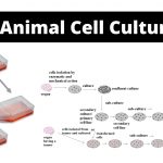Animal Cell Culture Types, Application, Advantages and disadvantages.