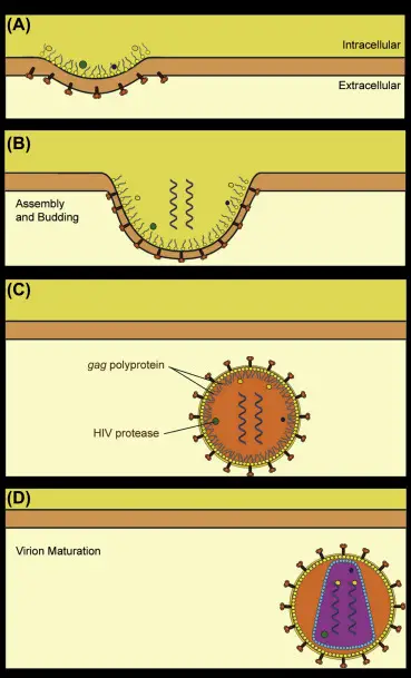 Assembly, release, and maturation of HIV virions.