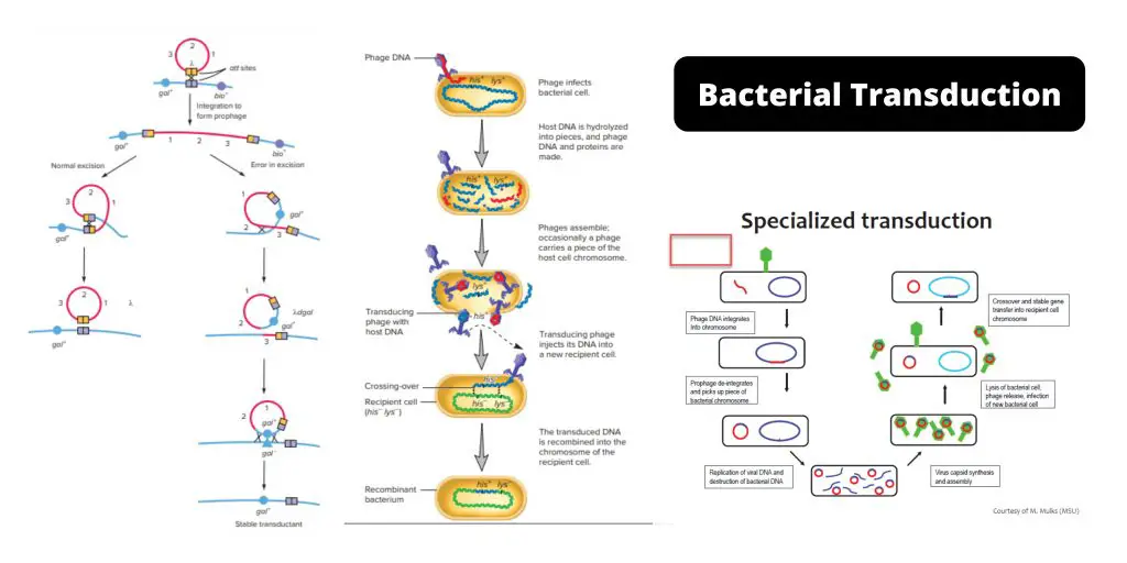 Bacterial Transduction: Generalized And Specialized Transduction