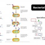 Bacterial Transduction: Generalized and Specialized Transduction