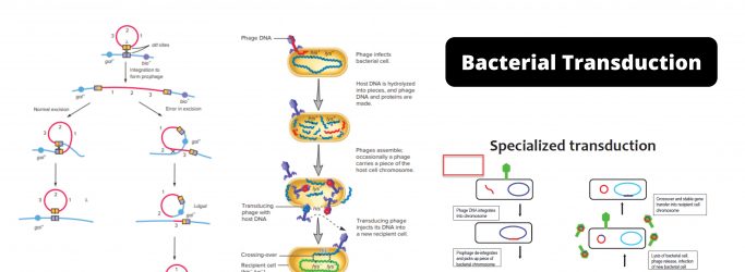 Bacterial Transduction: Generalized and Specialized Transduction