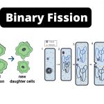 Binary fission Definition, Types, Steps, Examples