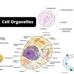 Cell Organelles Structure and their Functions