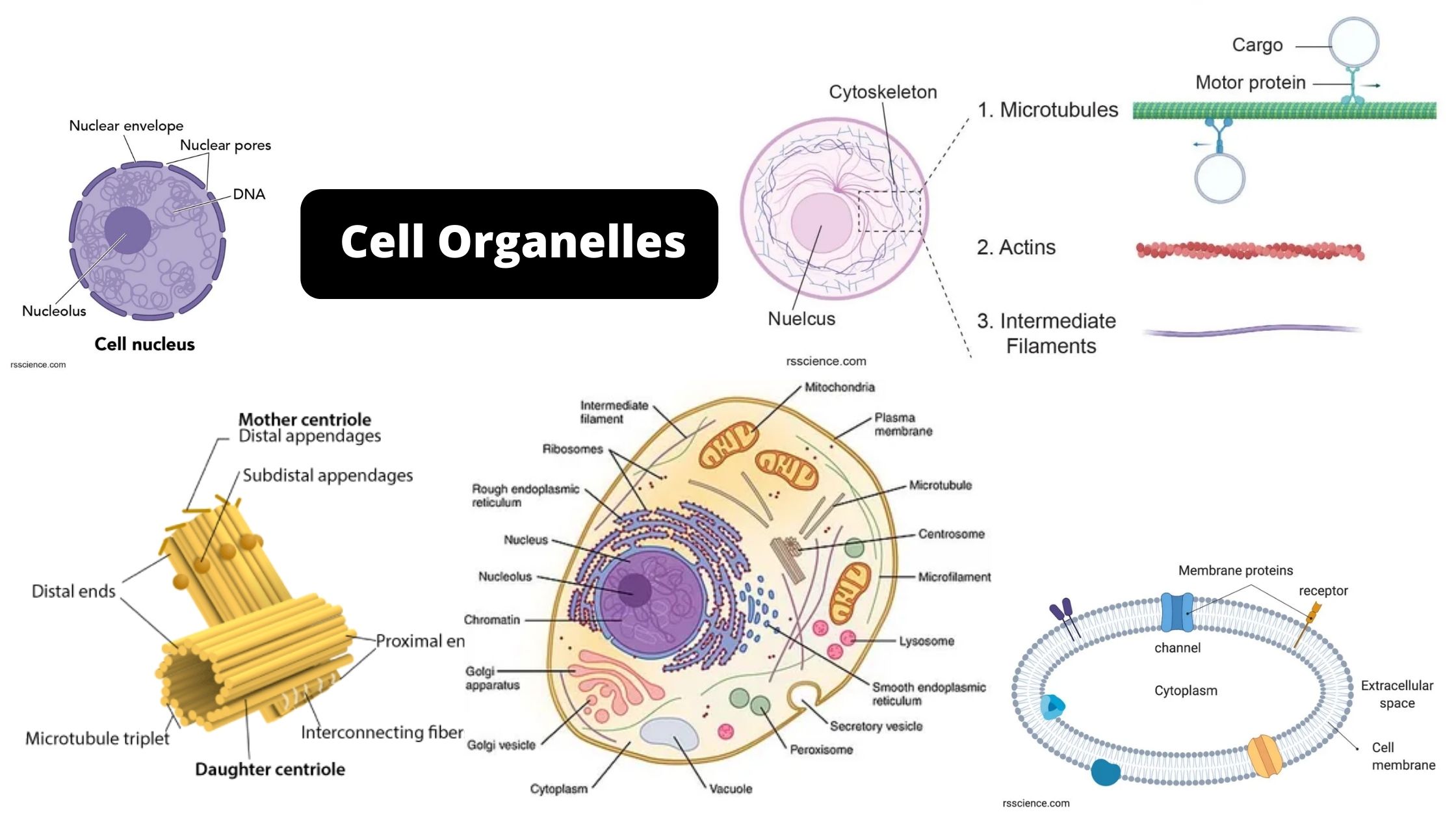 Cell Organelles Structure And Their Functions