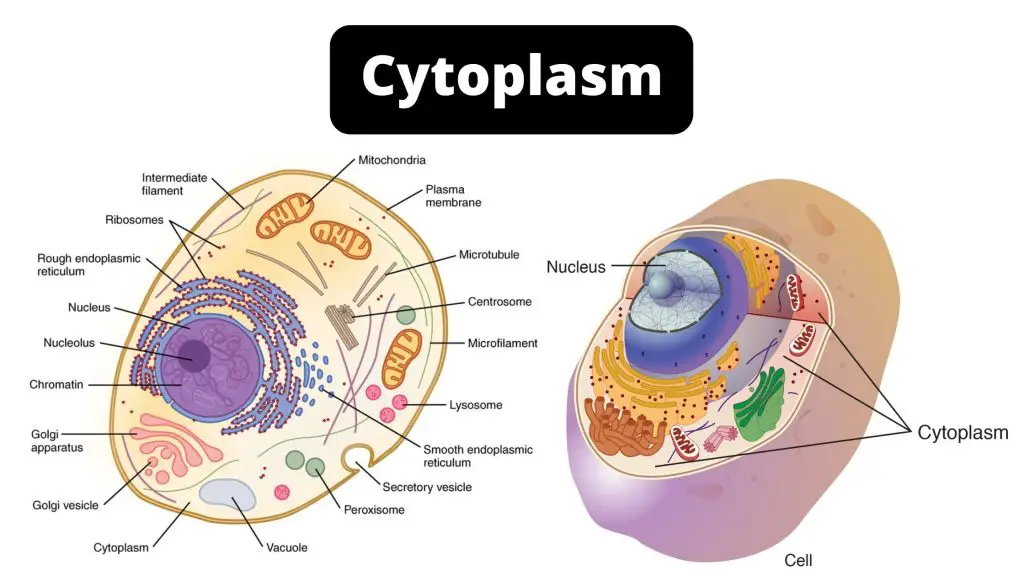 Cytoplasm Functions, Structure, Definition, and Diagram