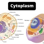 Cytoplasm Functions, Structure, Definition, and Diagram
