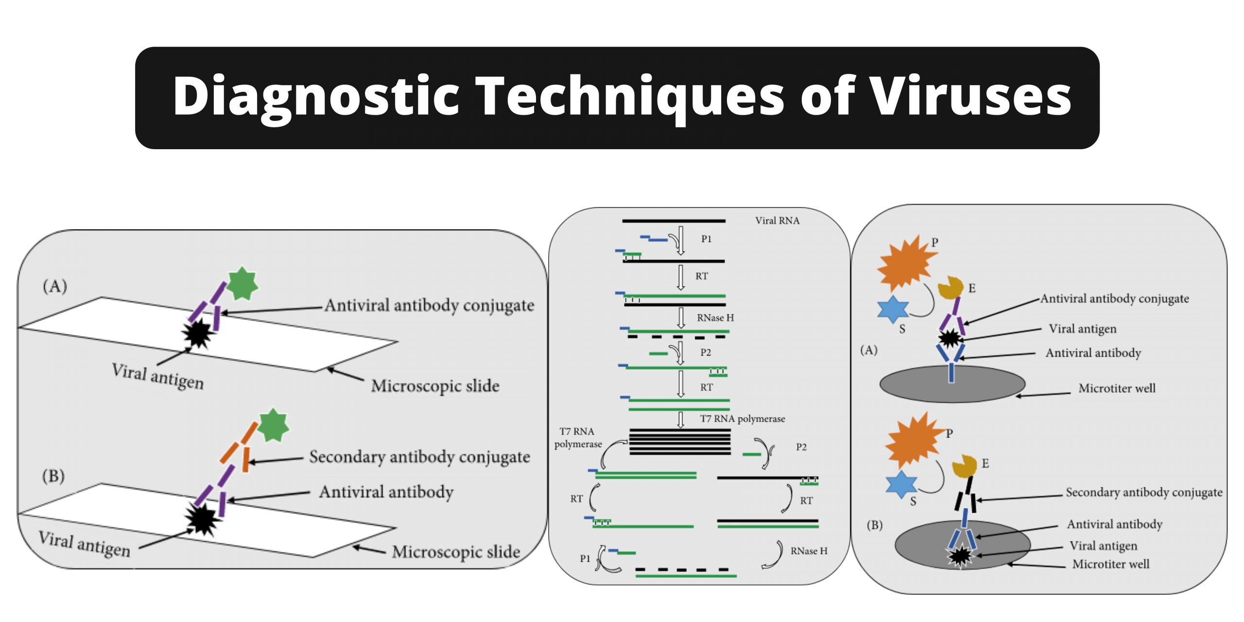 Diagnostic Techniques of Viruses - Molecular and Immunological Techniques