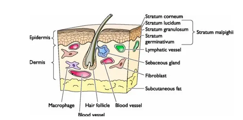 Diagram of the skin. 