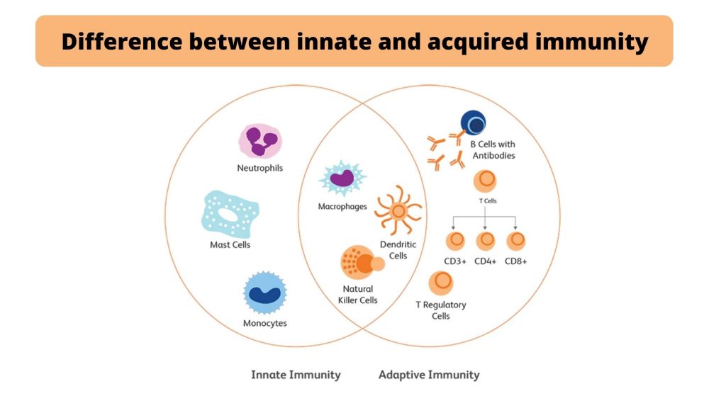 Difference between innate and acquired immunity