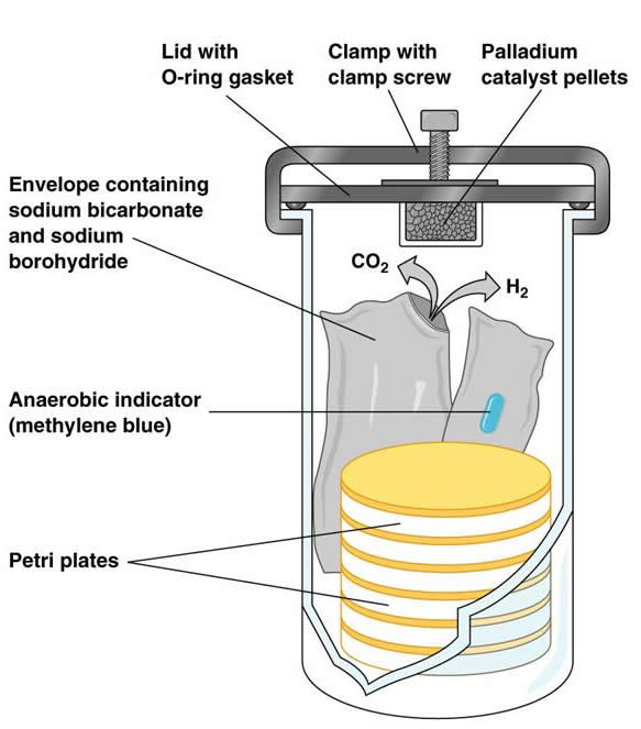 Principle of GasPak Anaerobic System