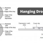 Hanging Drop Method Principle, Procedure, Result