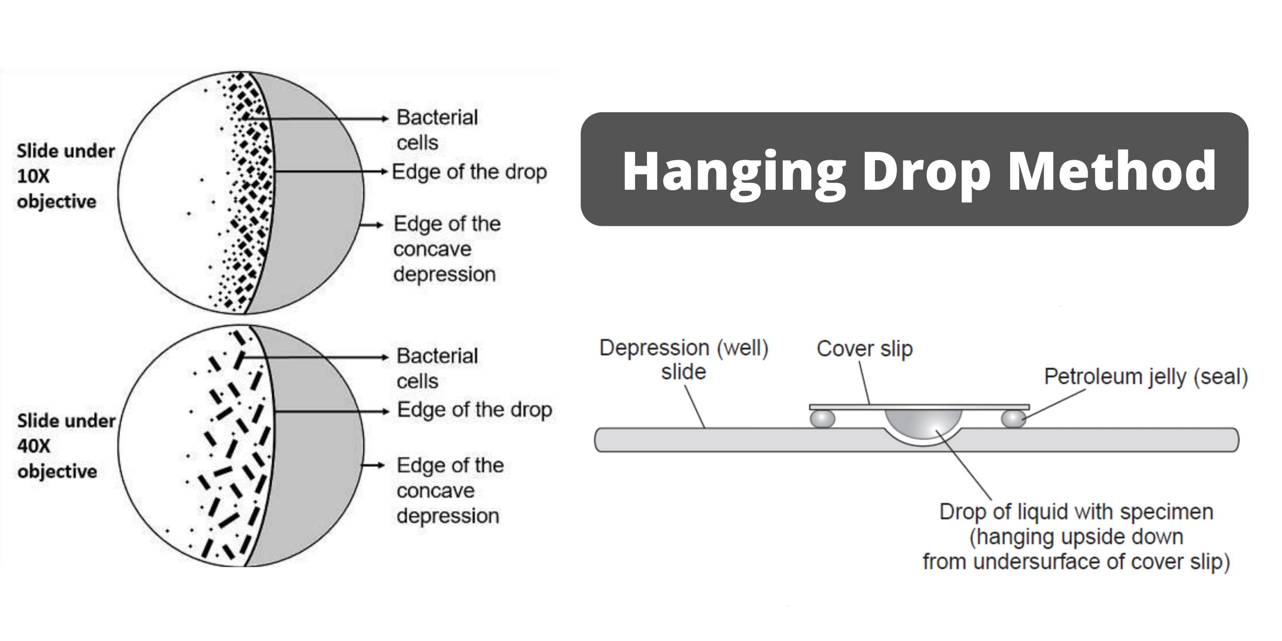 Hanging Drop Method Principle, Procedure, Result