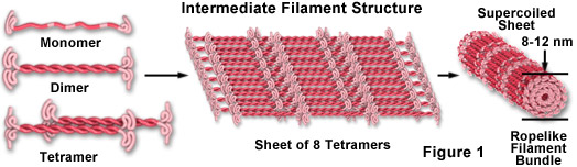 Intermediate filaments