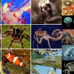 Kingdom Animalia - Different Phylum, Classification, Characteristics
