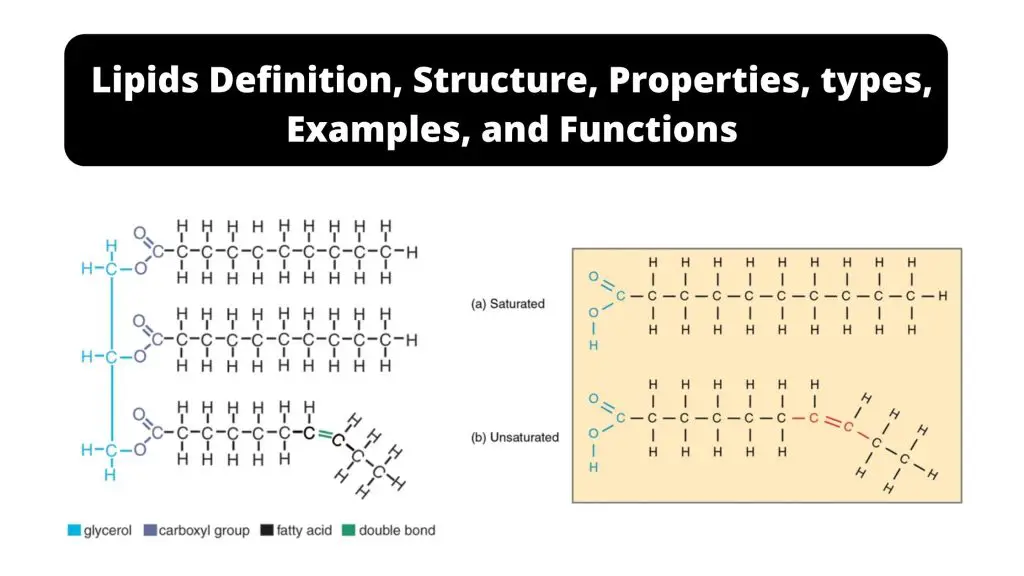 Lipids Definition, Structure, Properties, types, Examples, and Functions