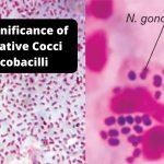 Medical Significance of Gram-Negative Cocci and Coccobacilli