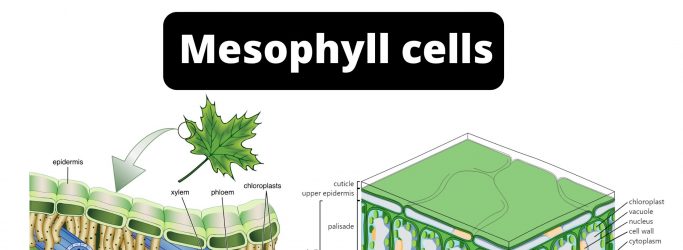 Mesophyll cells Definition, Location, Structure, Function, Microscopy