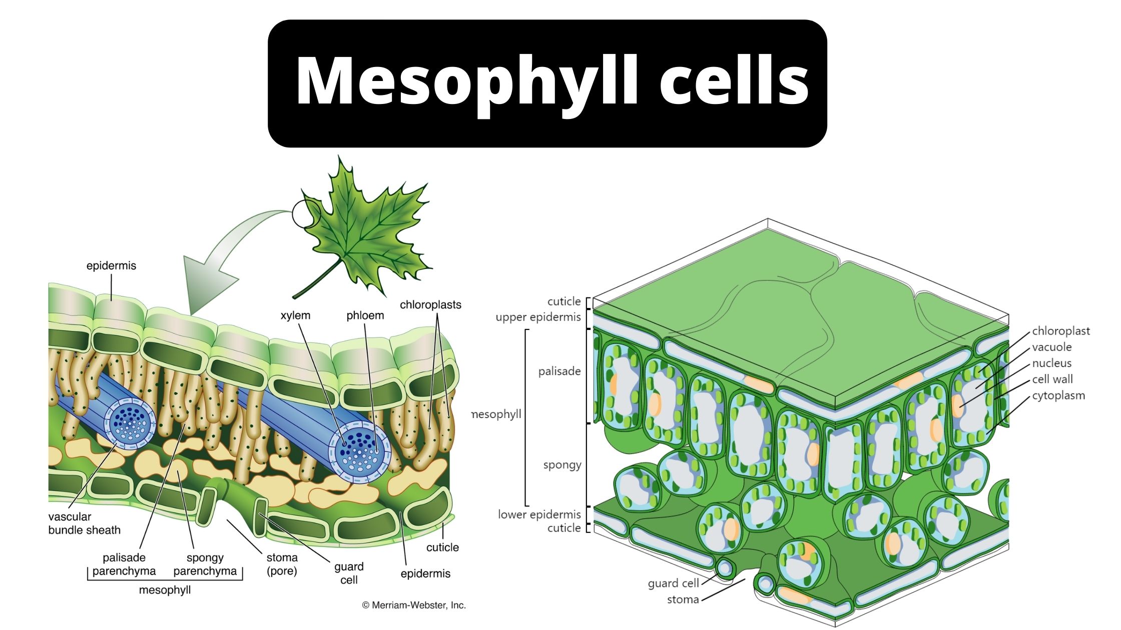 Mesophyll cells Definition, Location, Structure, Function, Microscopy