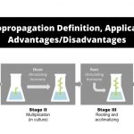 Micropropagation Definition, Application, Advantages/Disadvantages