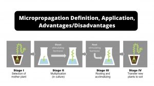 Micropropagation Definition, Application, Advantages/Disadvantages