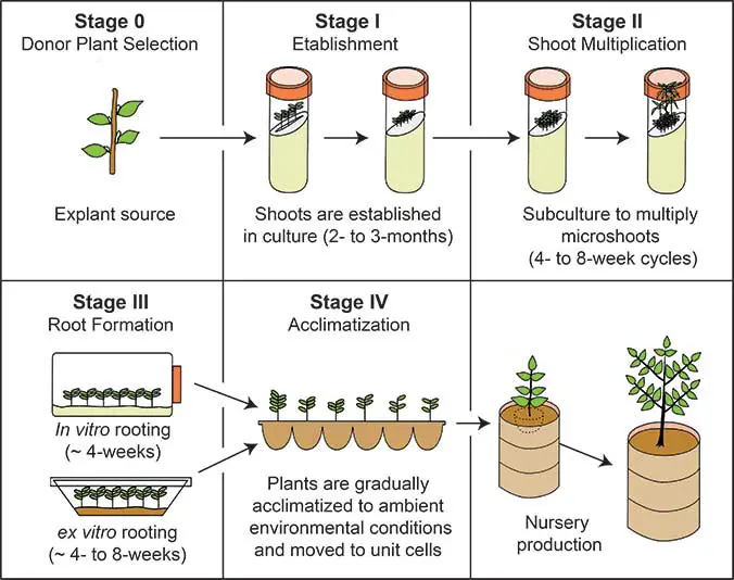 Stages of Micropropagation/Steps of Micropropagation
