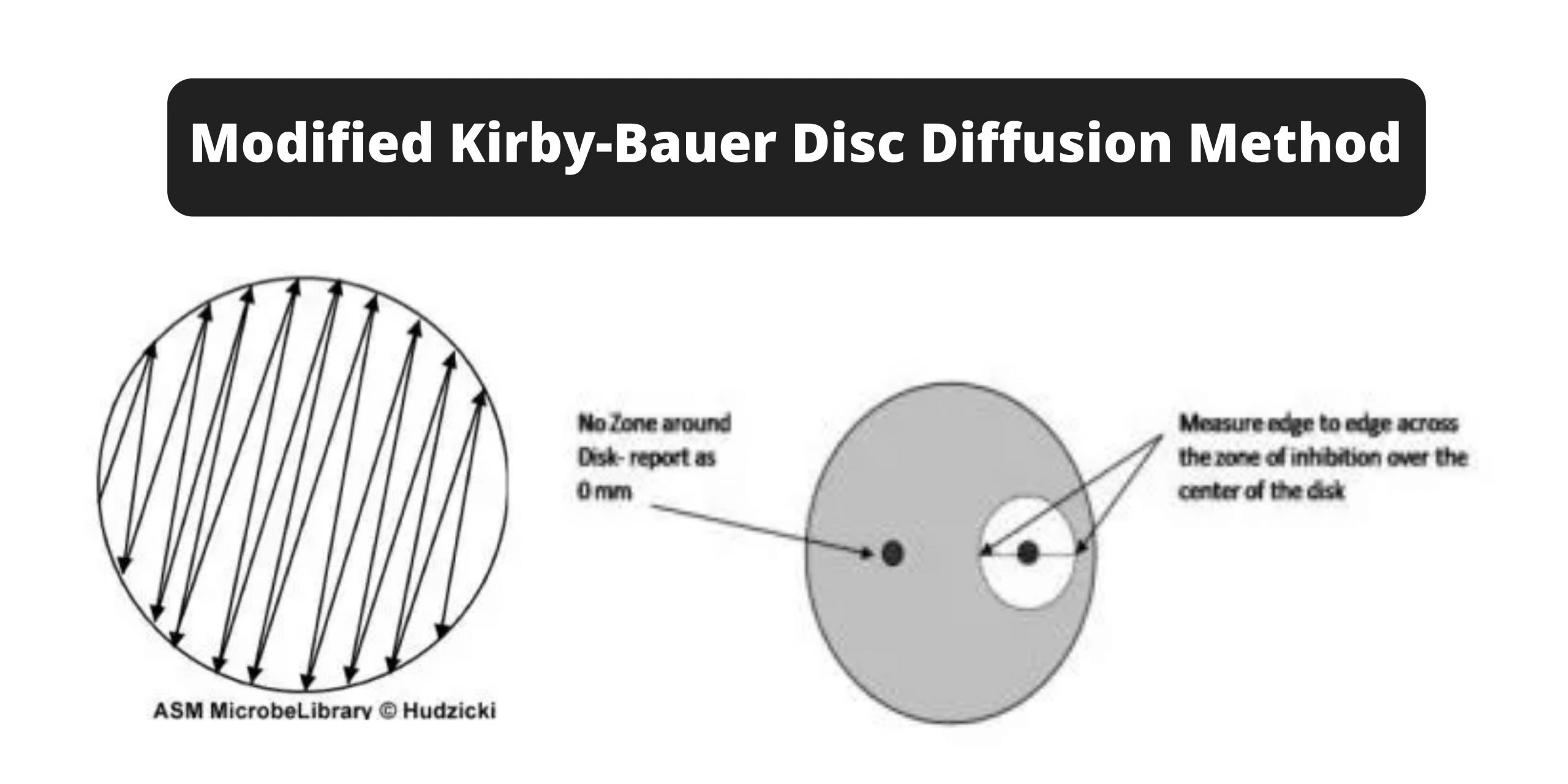 Modified Kirby-Bauer Disc Diffusion Method
