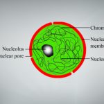 Nucleus Definition, Structure, Diagram, and Functions