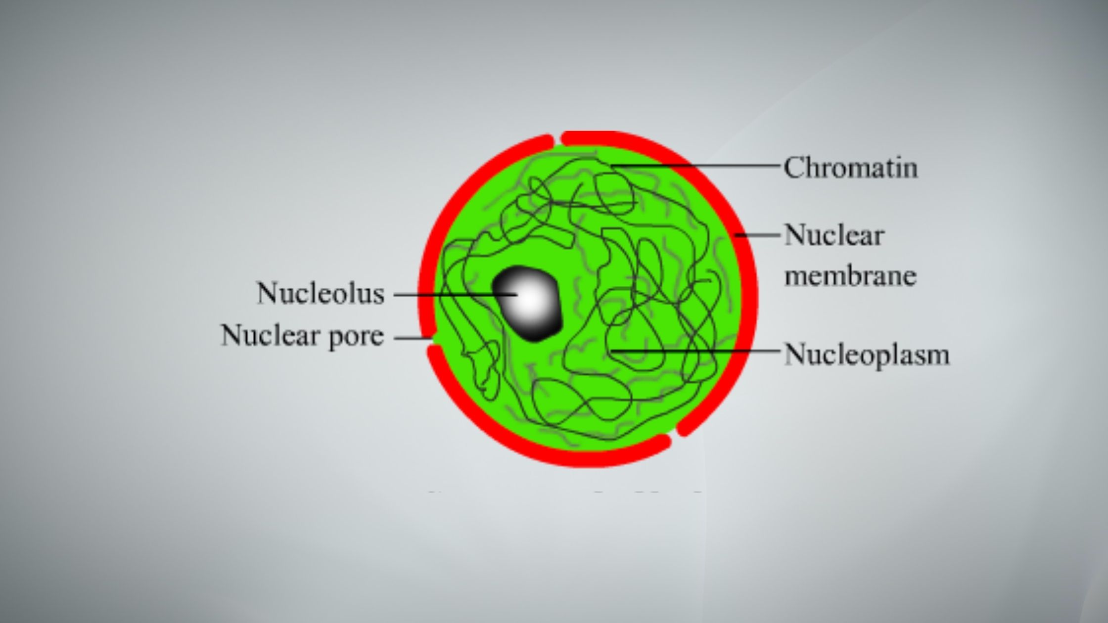 Nucleus Definition, Structure, Diagram, and Functions