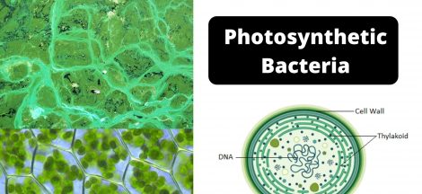 Photosynthetic Bacteria Examples, Definition, Vs Chemosynthetic Bacteria