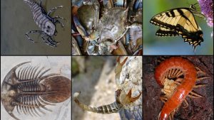 Phylum Arthropoda Definition, Classification, Characteristics, Examples