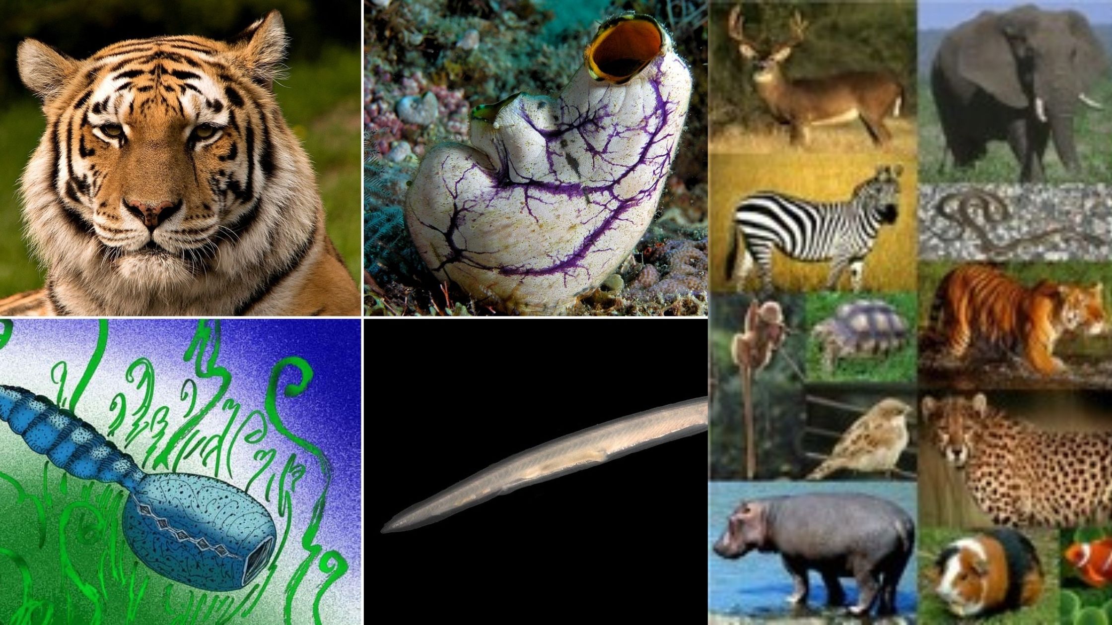 phylum chordata examples of organisms