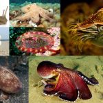 Phylum Mollusca Classification, Definition, Characteristics, Examples