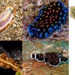 Phylum Platyhelminthes Classification, Definition, Characteristics, Examples