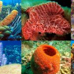 Phylum Porifera Definition, Characteristics, Classification