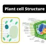 Plant cell Structure, Definition, Diagram, Organelles