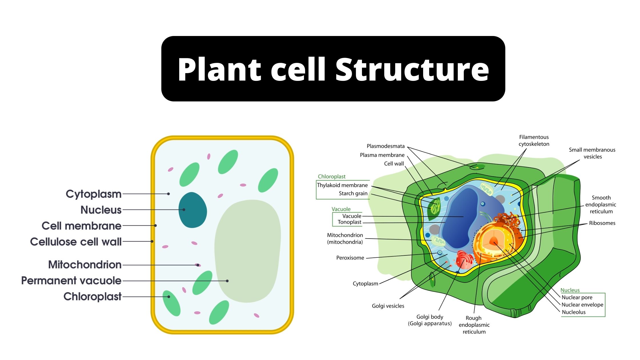 Plant Cell Structure, Definition, Diagram, Organelles