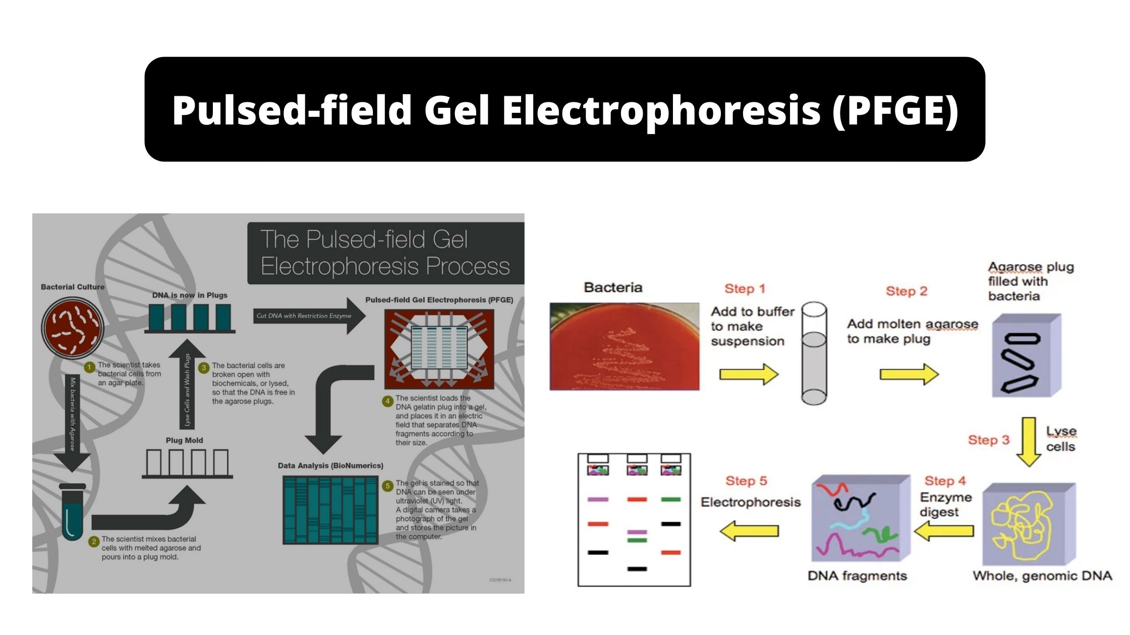 Pulsed-field Gel Electrophoresis (PFGE)