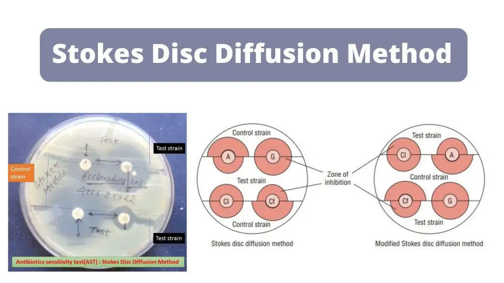 Stokes Disc Diffusion Method Principle, Procedure, Result.