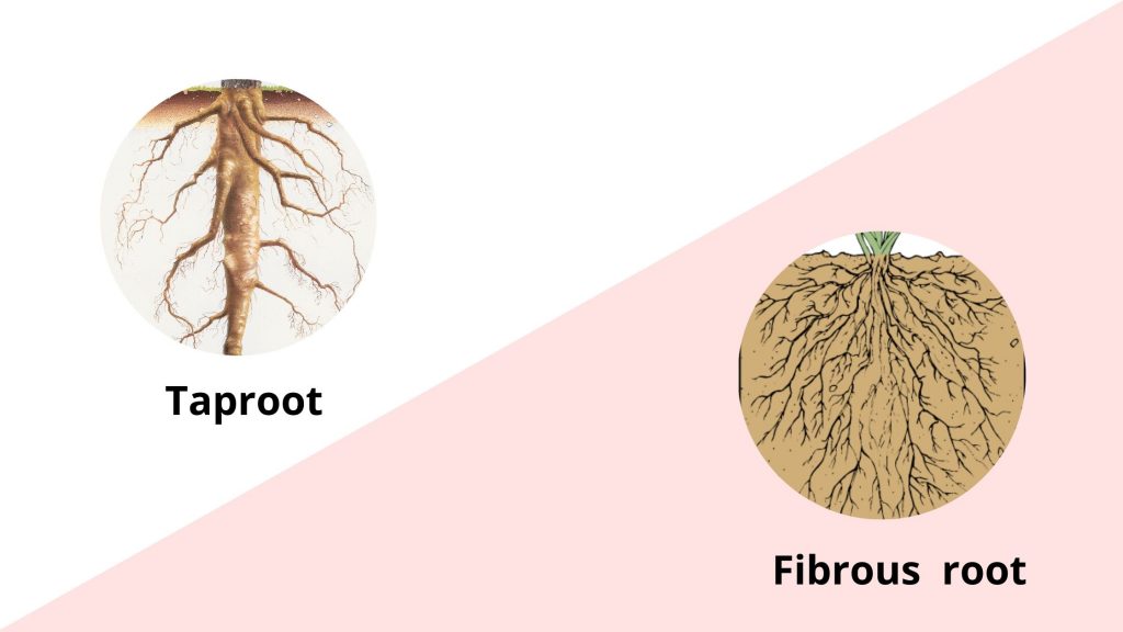 Taproot vs Fibrous root - Difference between Taproot and Fibrous root 