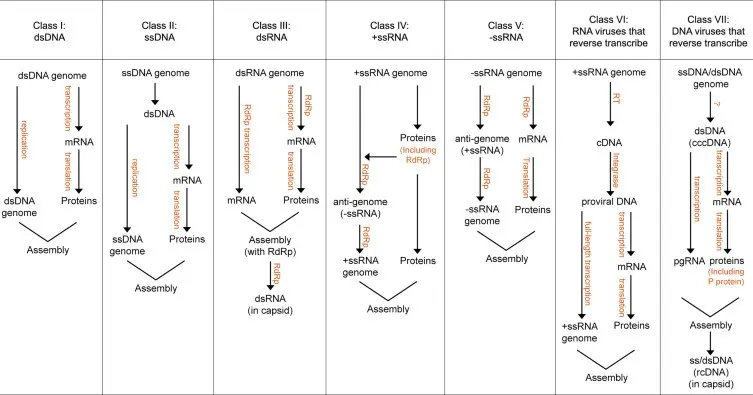 The replication strategies of the viruses in the Baltimore replication classes.