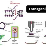 Transgenic Plants Examples, Definition, Procedure, Application