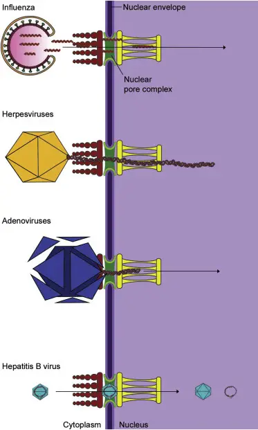 Transport of viral genomes into the nucleus.
