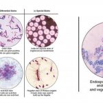 Types of Staining Techniques